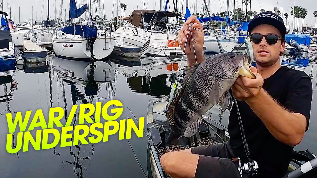 Insane bite in the dock channel on eel grass patches  |  Spotted Bay Bass
