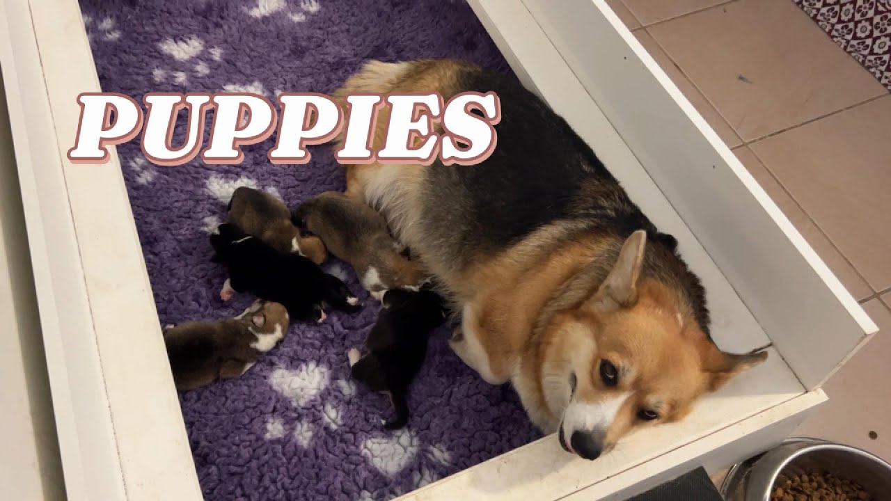 Corgi puppies the cutest farm update yet!