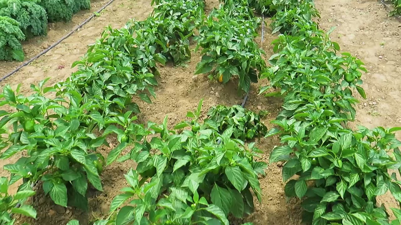 National Field Day - Sweet Peppers