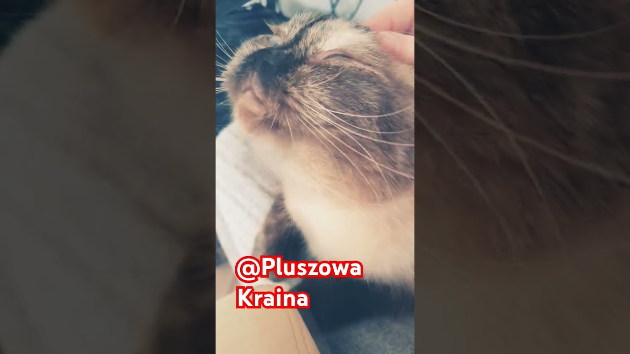#britishshorthair #colorpoint 🐈&zwj;⬛ @PluszowaKraina