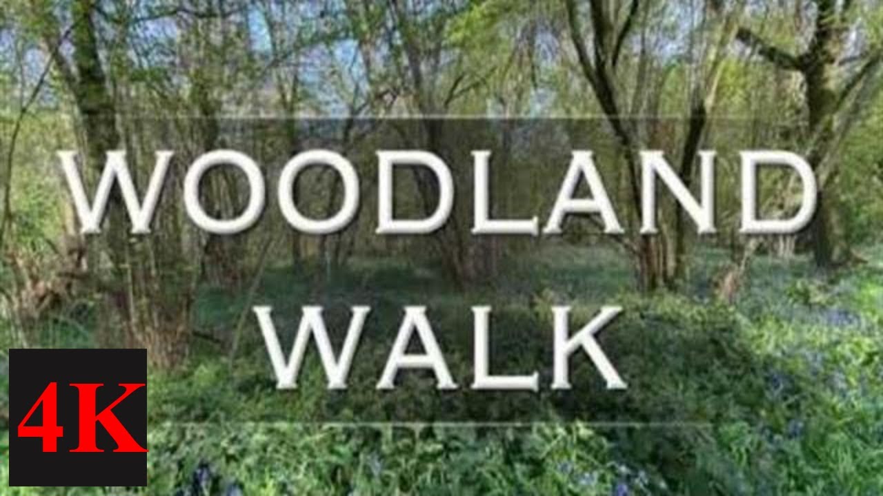 4K woodland walk. Worcester England. With bluebells and wood anemones