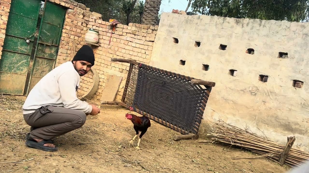 Aaj hamra  ki murgo  ki aapsa  na hui ladeai 😥😥 murga halat kharb  hogi 