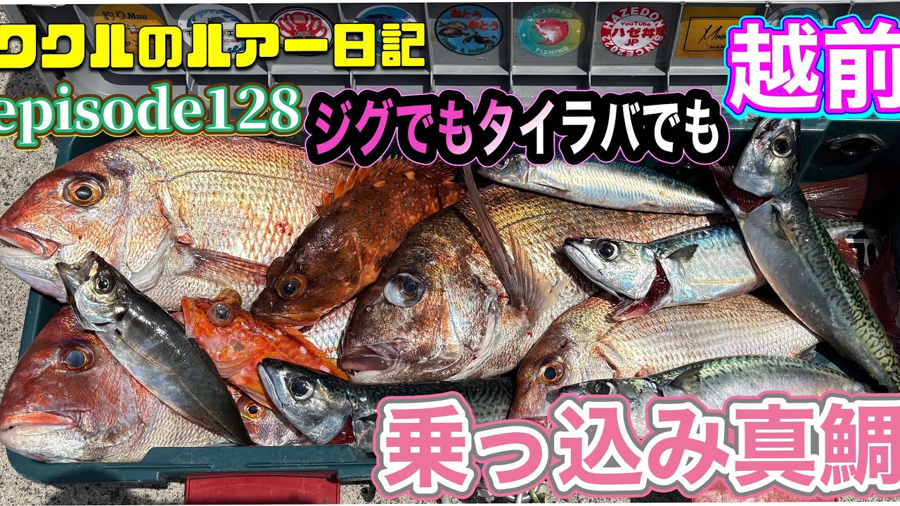 ep.128  まだまだ釣れる乗っ込み真鯛第三弾　今日はジグの日　2025年5月19日越前