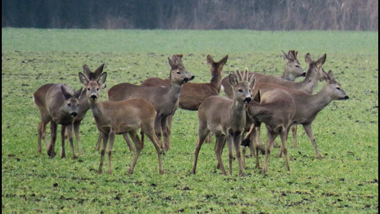 908. Srnec obecn&yacute;, Roe Deer, Reh, Европейская косуля, Sarna europejska
