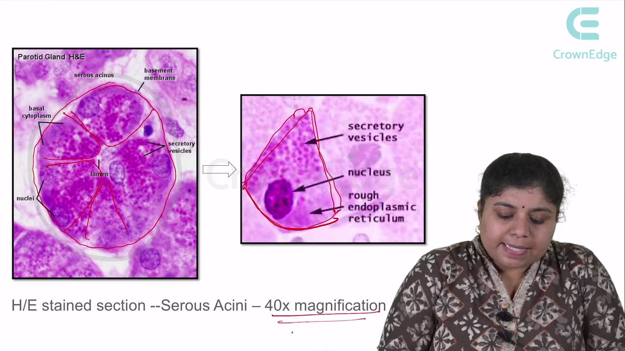 Histology of Salivary glands NEET MDS part 1
