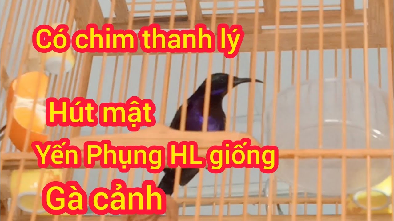 14/03/2026 Nay e có hút mật hót hay, yến phụng hà Lan sinh sản, gà serama,, vẹt con, chim avi ,..