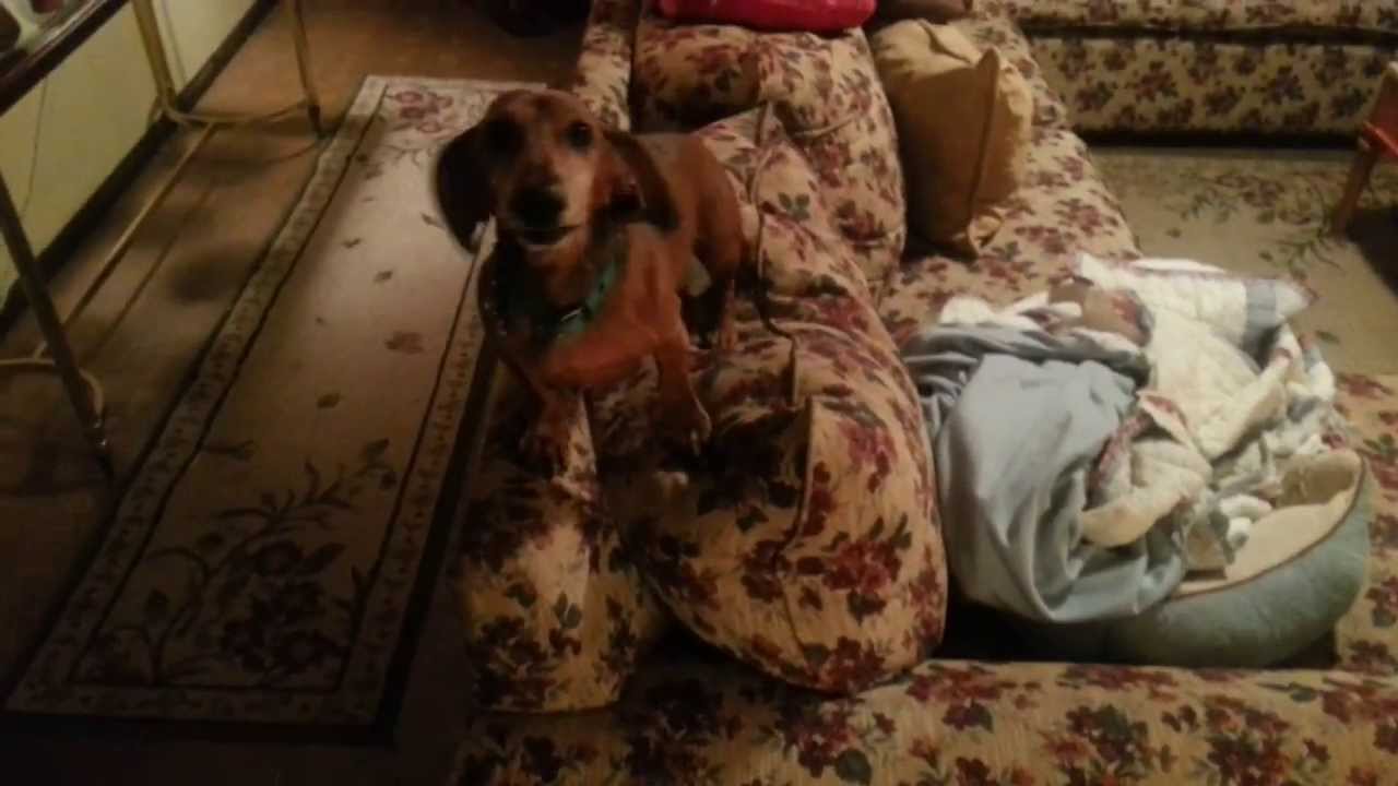 Dachshund Loses His Mind When Mom Gets Home from Vacation!!!