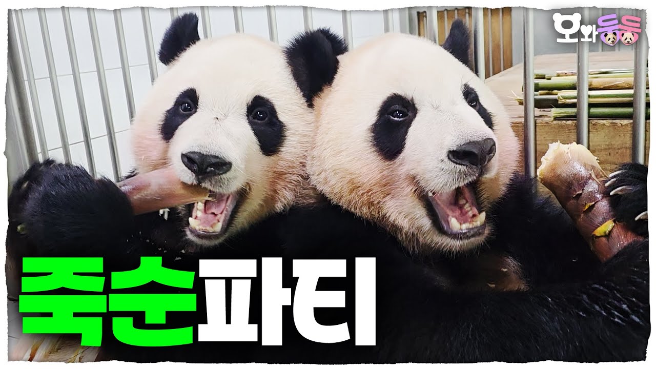 [OwaDoongDoong] 35 серия 🥟 Милые пухлые детеныши панды «Мукбанг бамбуковых побегов»│ Мир панд