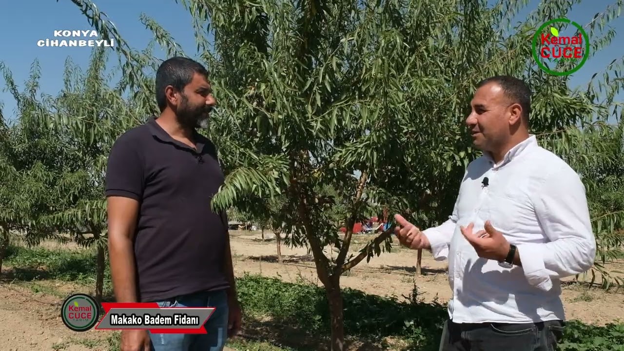 Konya Cihanbeyli Makako Badem Fidanı 3 Yaş