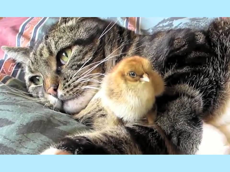Must See: Cute Animal Friends Share the Love