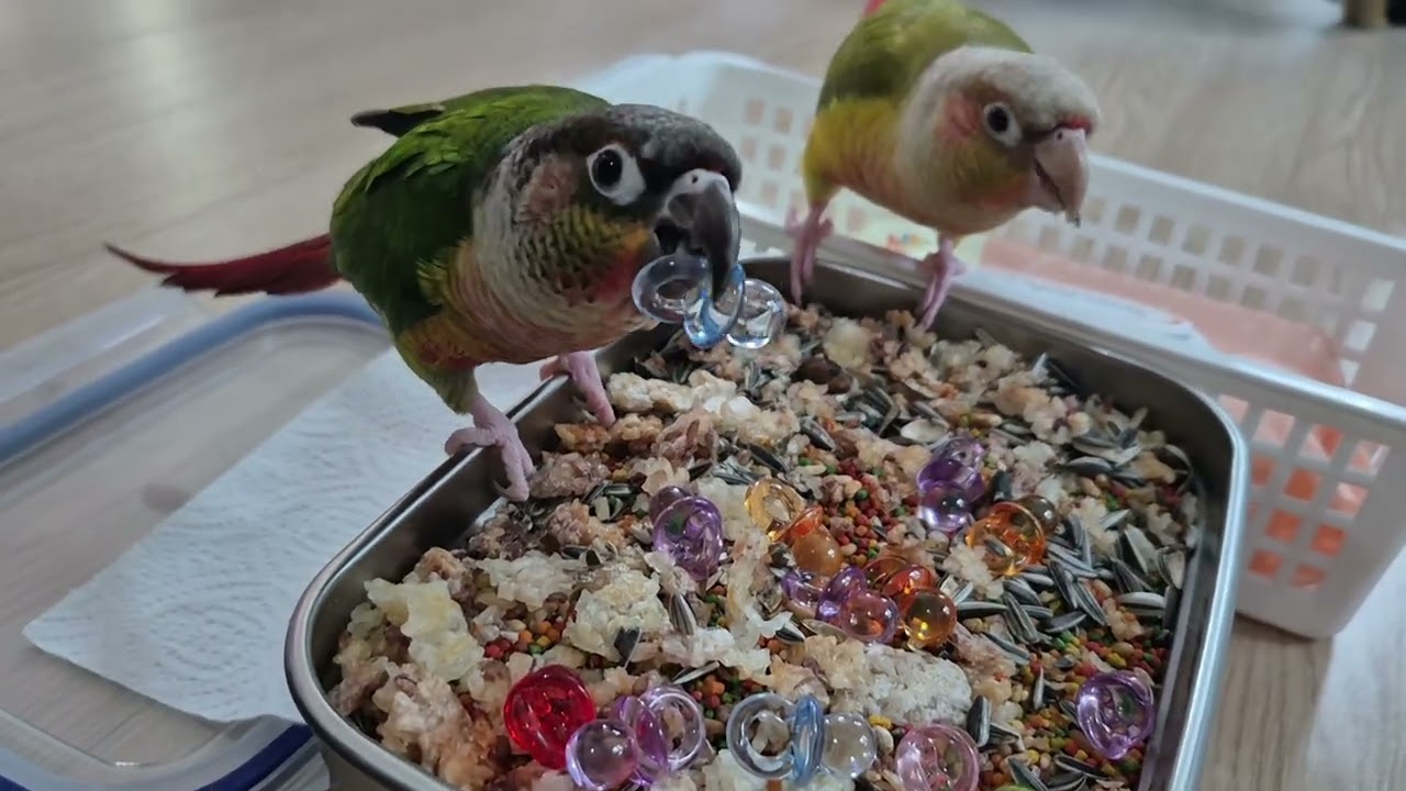 아보와 카도 🦜 새 장난감이 이제 무섭지 않아요 #앵무새 #코뉴어 