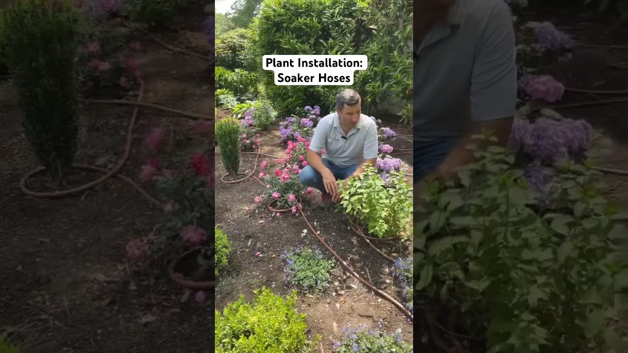 Before mulching, we like to install soaker hoses. Tony explains how and why!