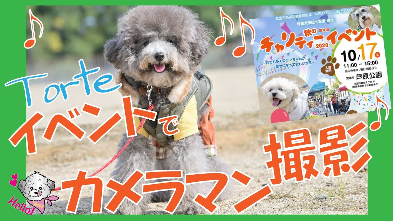愛犬Torte チャリティーイベントでプロカメラマン撮影にドキドキ💦【保護犬の応援・支援】【芦原公園】(トイプードルのTorte channe）