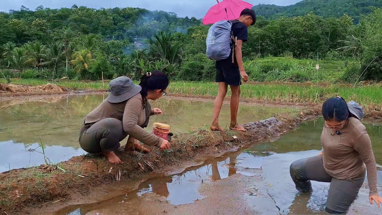 PETUALANGAN ALAM DESAKU,, Nyari Belut Di Sawah