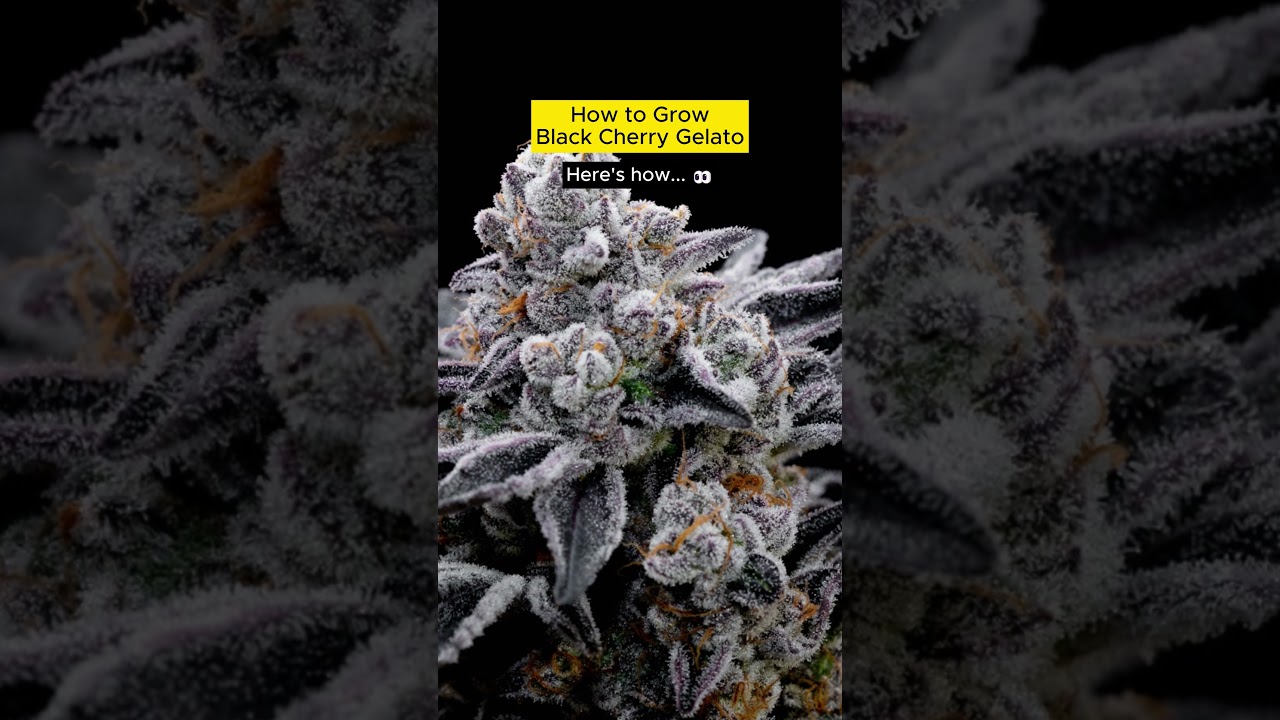 Black Cherry Gelato