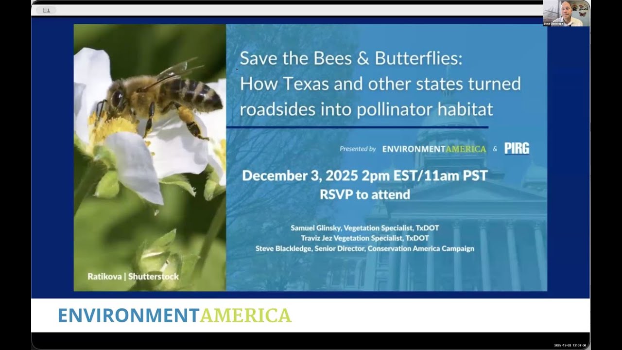 Save the Bees and Butterflies: How Texas and other states turned roadsides into pollinator habitat