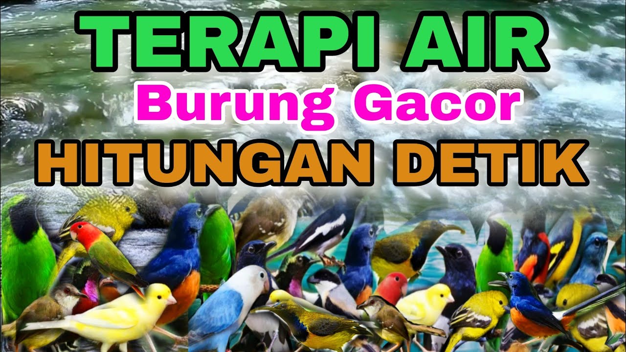 HITUNGAN DETIK BURUNG DIAM LANGSUNG GACOR, TERAPI AIR UNTUK SEMUA JENIS BURUNG MACET BUNYI 
