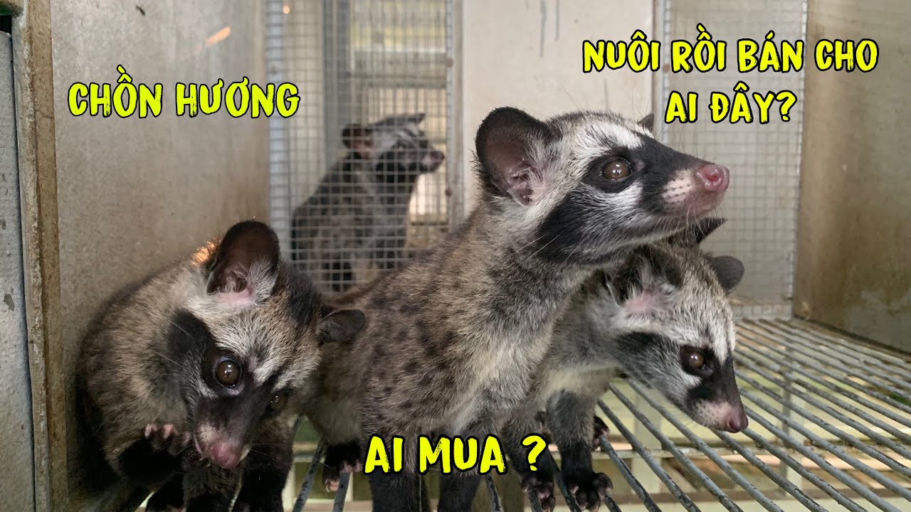 Nuôi Chồn Hương Để Làm Gì?Nuôi Rồi Bán Cho Ai?