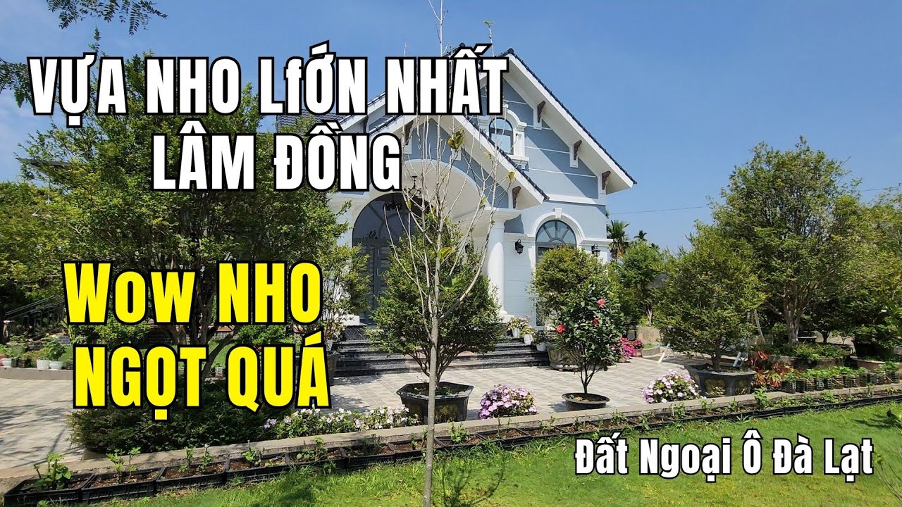 #23 VƯỜN NHO THÂN GỖ LỚN NHẤT LÂM ĐỒNG / Hậu Đất Ngoại Ô Đà Lạt