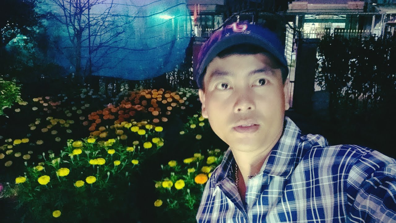 cách trồng bông vạn thọ tết 2026,giai đoạn cuối vụ, huỳnh tinh vlog