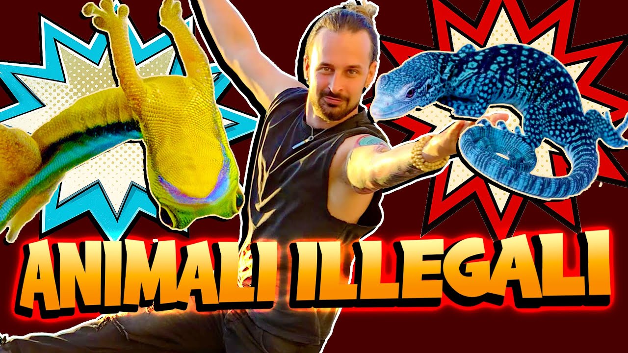 Ho Trovato gli Animali Illegali alle Fiere Europee