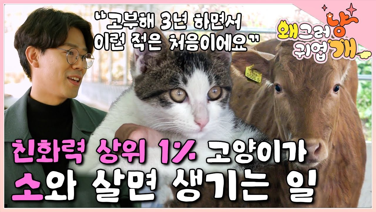 개냥이의 표본! 어느 날, 우연히 만난 친화력 상위 1% 길고양이가 운명처럼 다가왔다..☆ 축산농가에 눌러앉아 군기 잡는 소 지킴이가 된 아기 고양이│#왜그러냥귀엽개