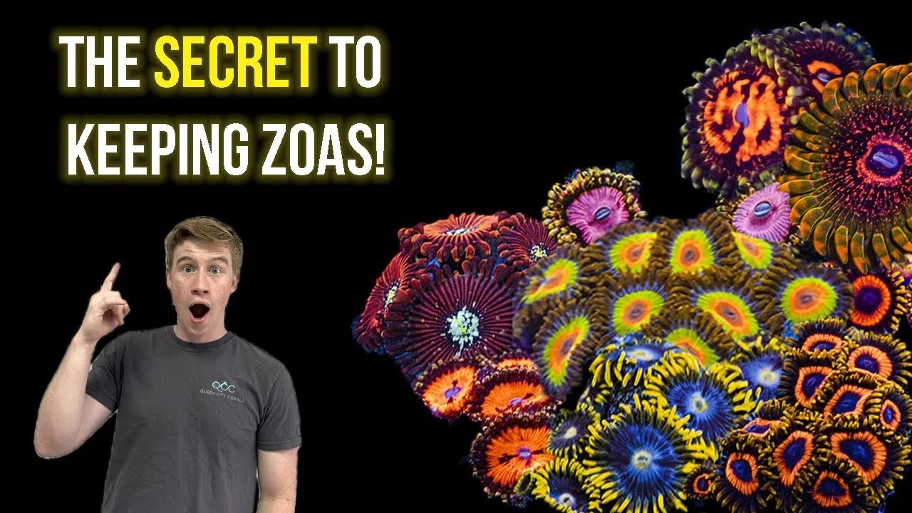 Everything you need to know about Zoas!