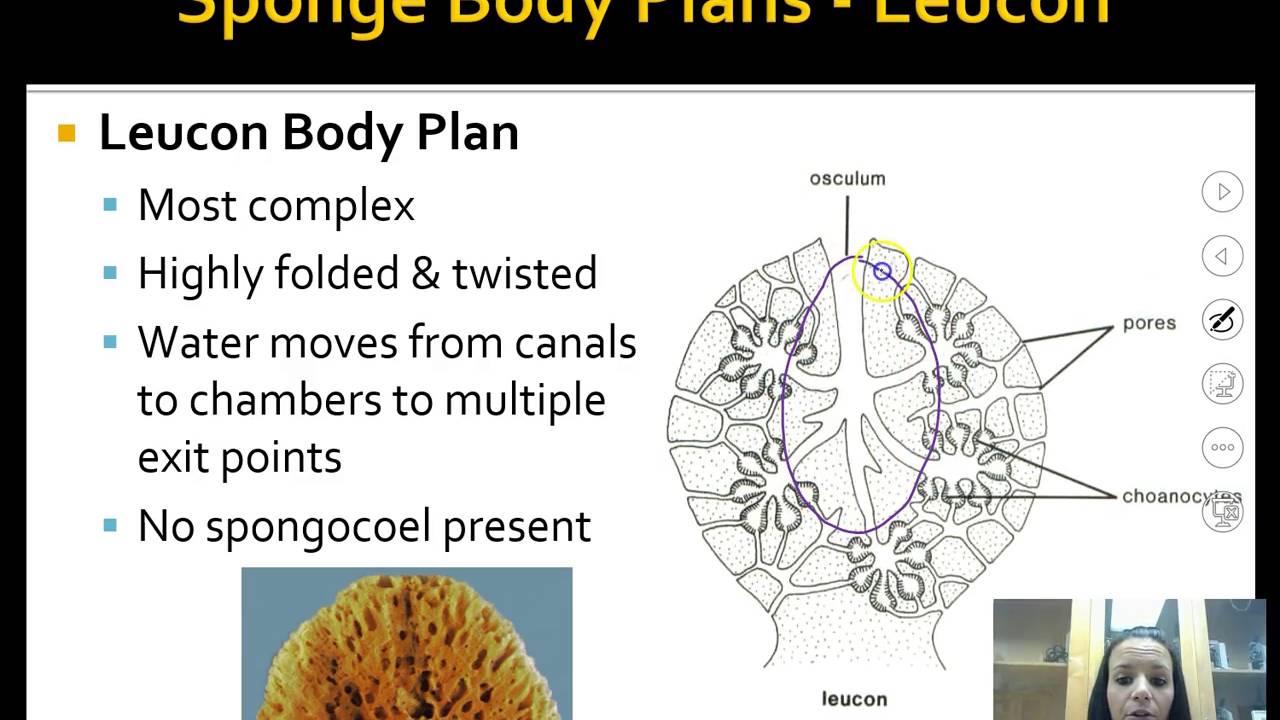 Phylum Porifera Notes