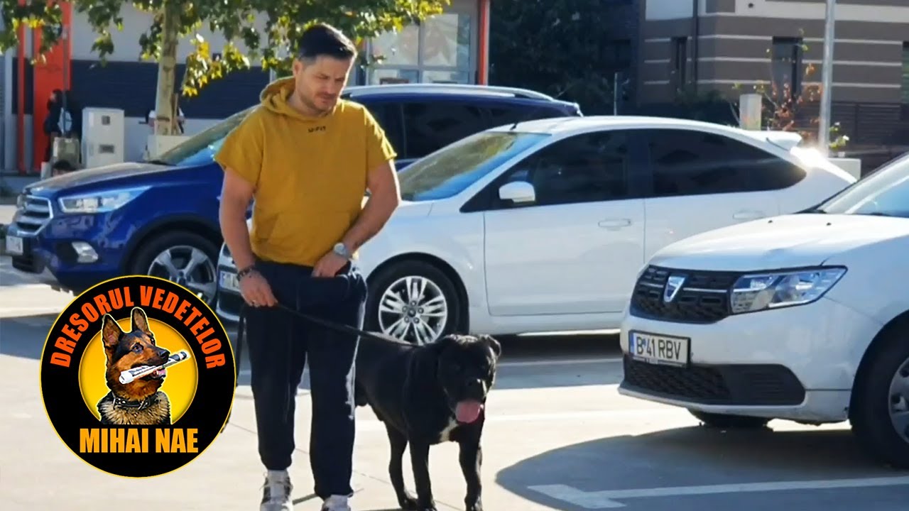 Liviu Varciu incepe dresajul cu Ares...frumosul Cane Corso