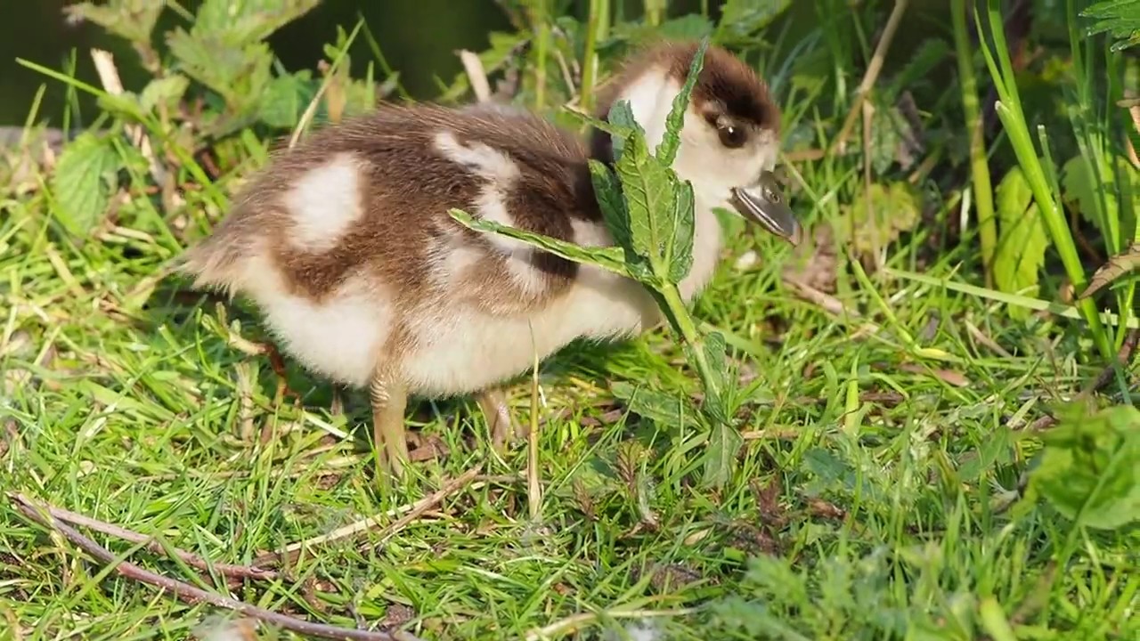Egyptian goslings munch munch munch