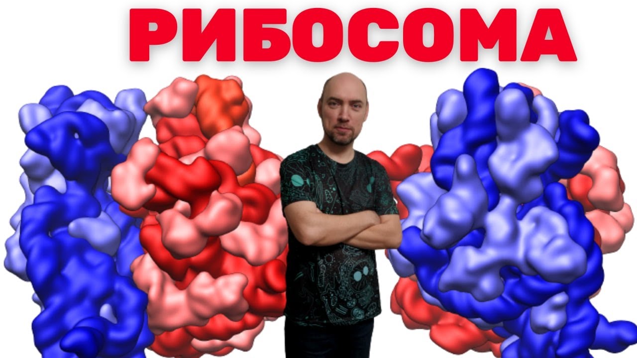 Что такое рибосома? Душкин объяснит