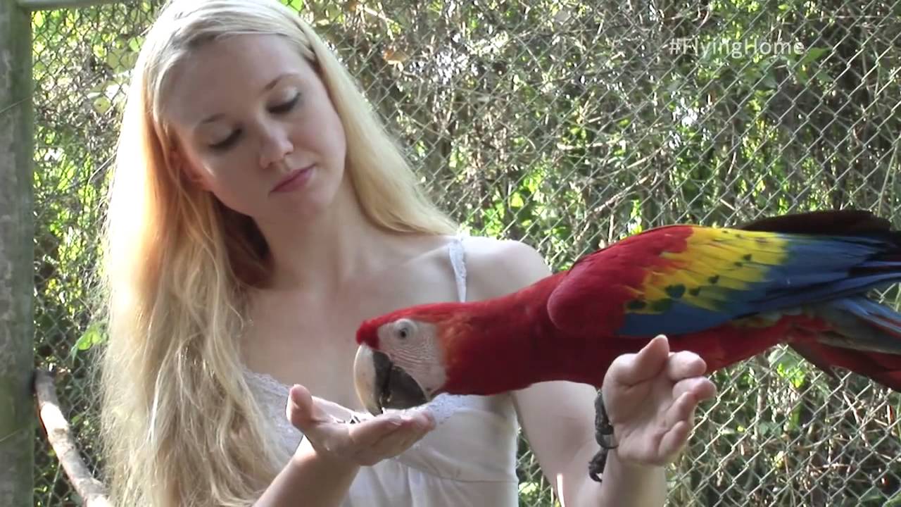 Xcaret saving scarlet macaw