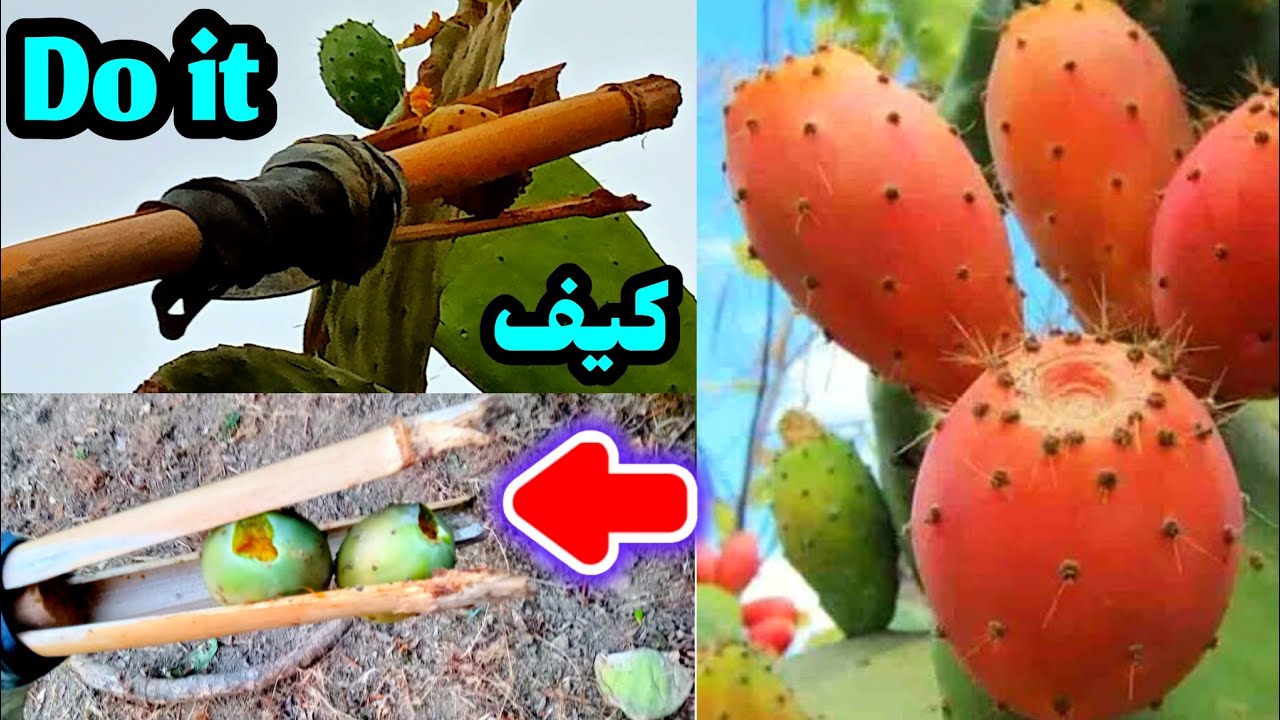 طريقة صنع أداة نزع التين الشوكي / فرجة ومتعة figue de barbarie