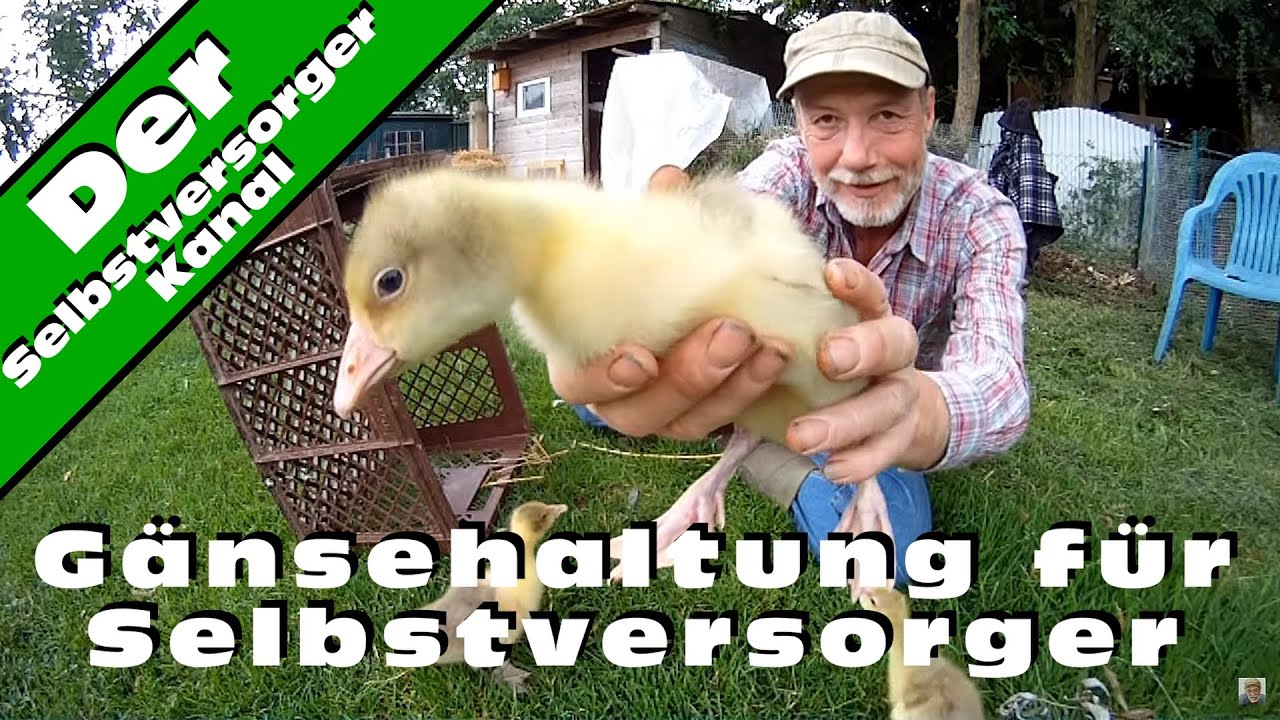 Gänsehaltung für Selbstversorger