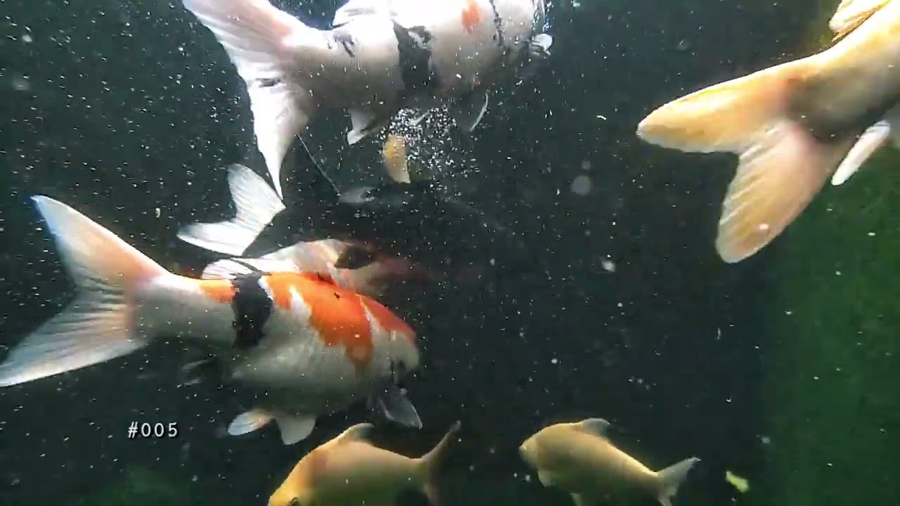 Dengarkan Ini 30 Detik Jika Pikiranmu Lelah | ASMR Ikan Koi