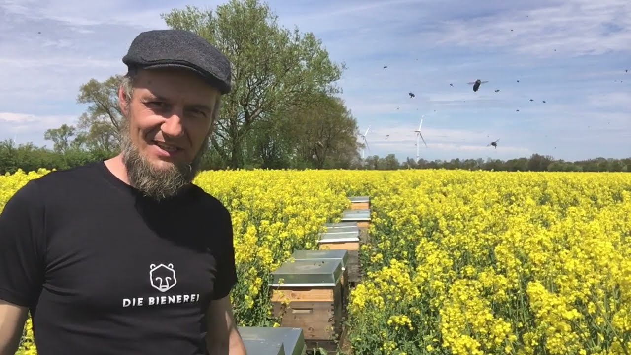Mai - Völkerentwicklung nach einer Woche im Rapsfeld - zweiter Honigraum -  Imkern mit Dadant
