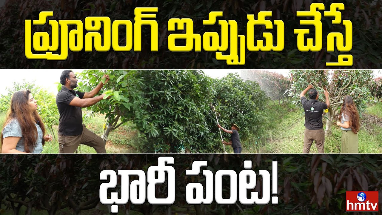 Pruning Consultancy Services: చెట్టు ప్రూనింగ్ ఎప్పుడు చెయ్యాలి? రైతులు తెలుసుకోవాల్సిన విషయాలు!