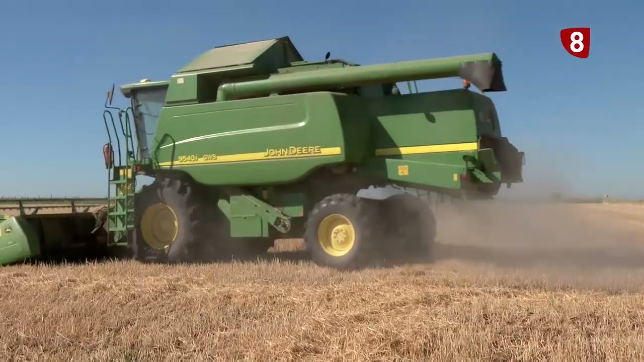 Crítica cosecha de cebada en Calzada de Valdunciel - Campo salmantino 17 de julio de 2023