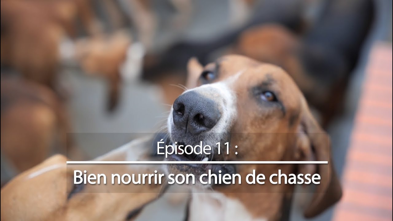 Chiens de chasse #11 : Bien nourrir son chien de chasse