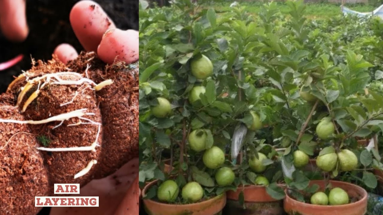Guava airlayering technique  - How to Clone your fruit trees