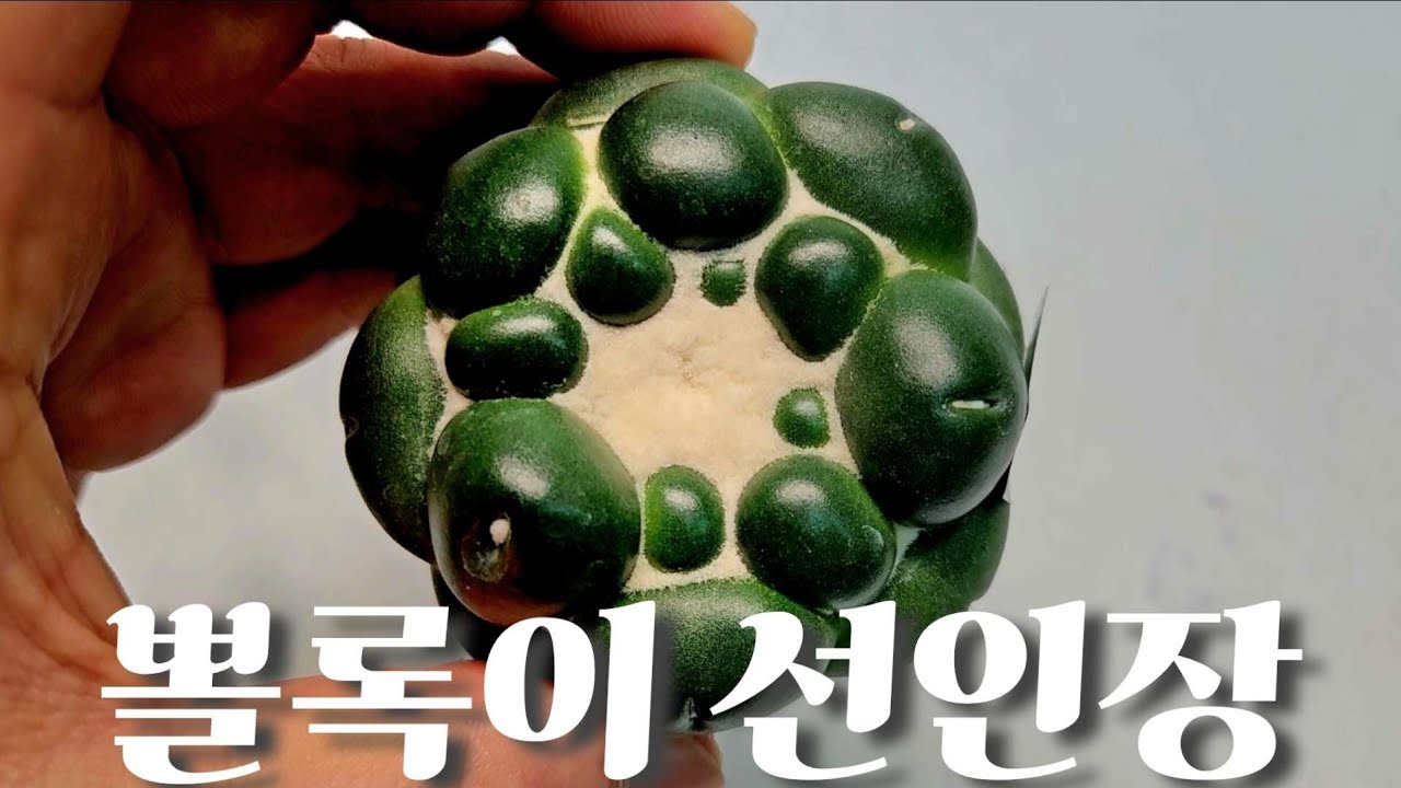 무자상아환  너무 예뻐요 저렴한가격 특가