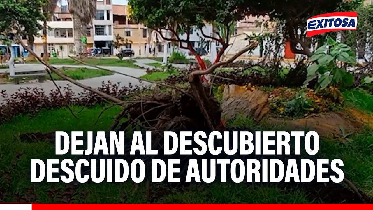 🔴🔵 Vecinos de Chiclayo reclaman a las autoridades por la caída de árboles en varios puntos