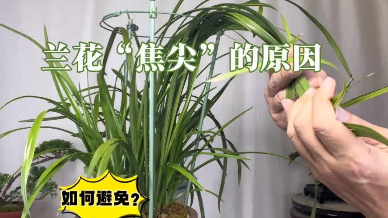 冬天，兰花“焦尖”的原因以及如何避免？赶紧看看 园艺师教你，什么事兰花正常焦尖，什么是非正常的。#兰花焦尖 #国兰