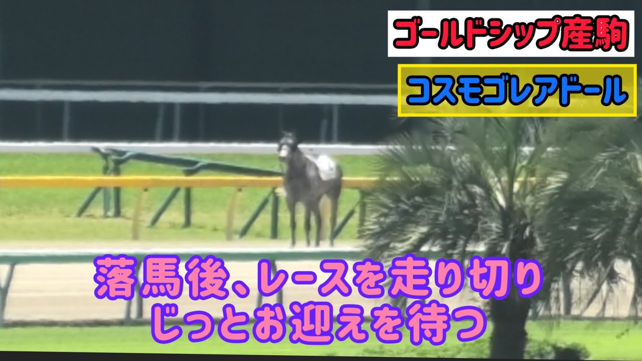 【ゴールドシップ産駒】落馬しても走りきる！障害回避もしたり賢さあふれるコスモゴレアドール