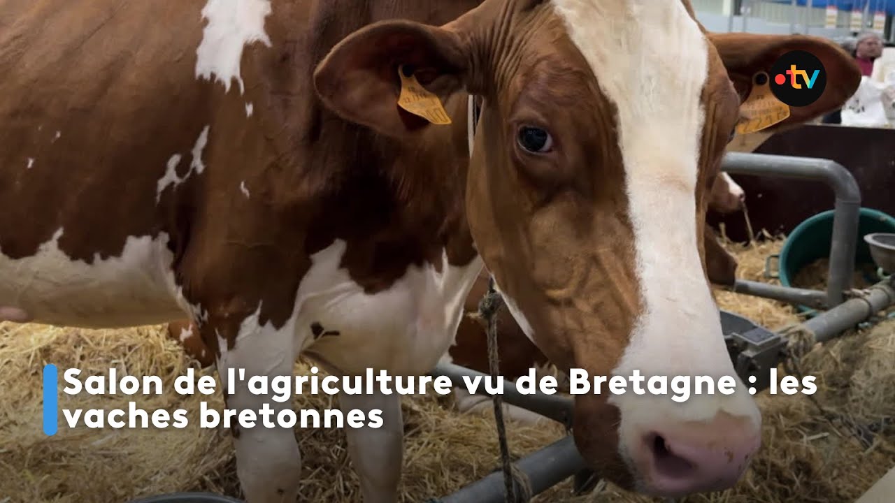 Salon de l'agriculture vu de Bretagne : les vaches bretonnes