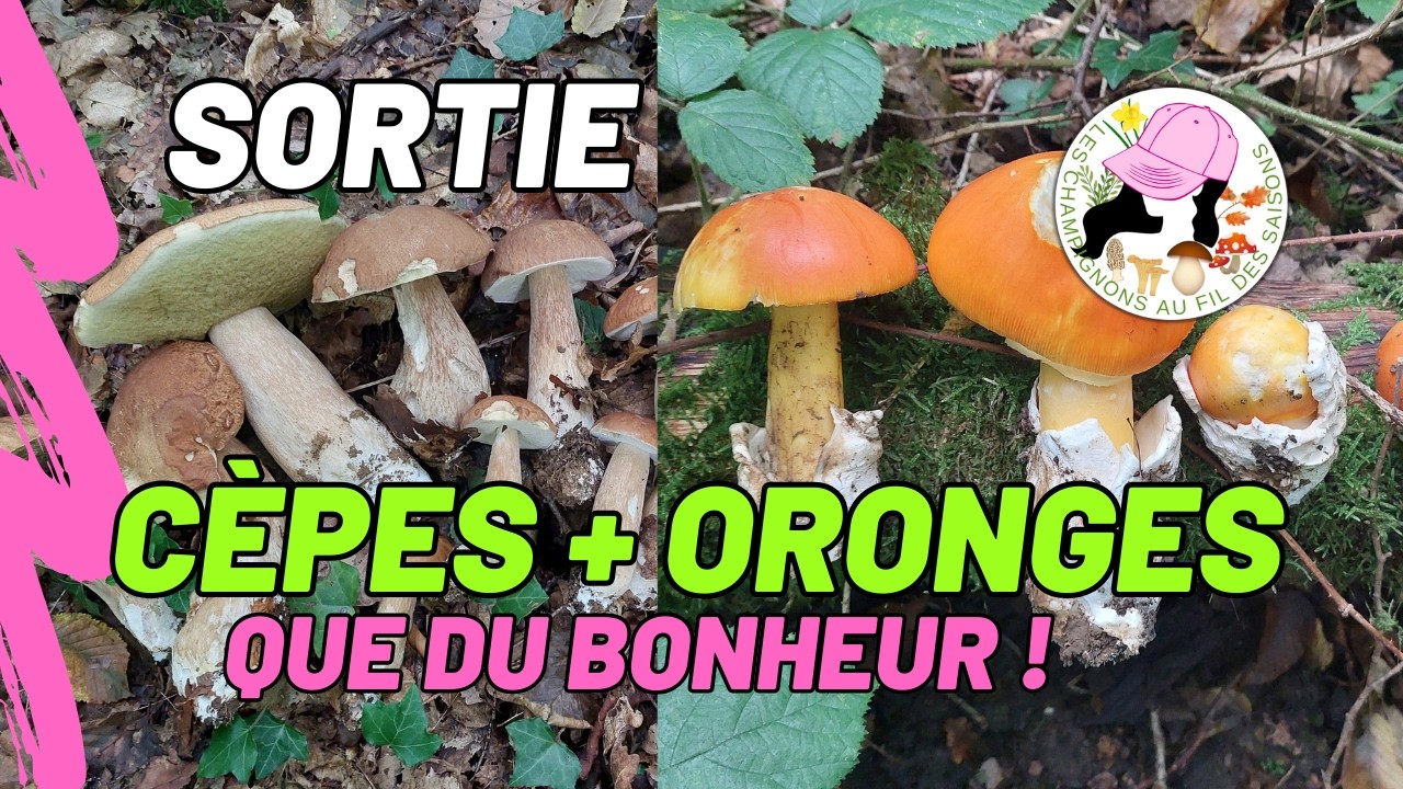 Sortie Cèpes et Oronges 13 septembre 2025. Que du bonheur !