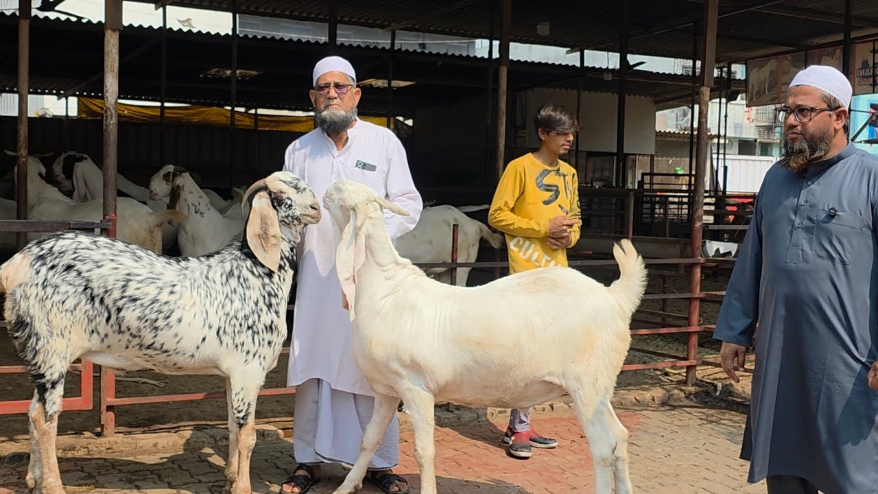 100 Kg Plus Wale Self Feeding Goats Collection At Noorani Goat Farm Surat Gujarat | Tyaari Dekho. 