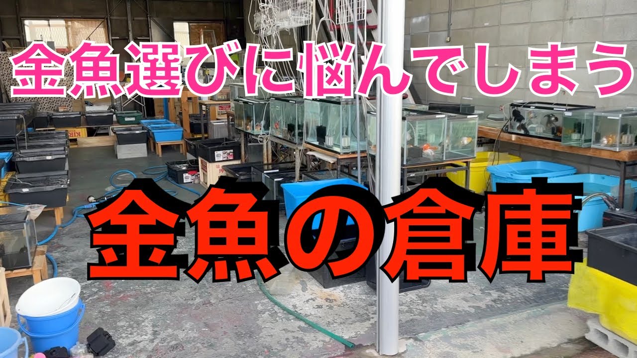 大阪府松原市にある金魚店、金魚の倉庫さんにまたまたやって来ました😙