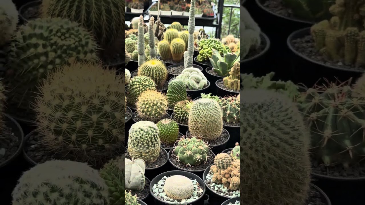 仙人掌地栽还是种盆里好？ #cactus #succulentflowers #plants #succulentplants #succulent #garden