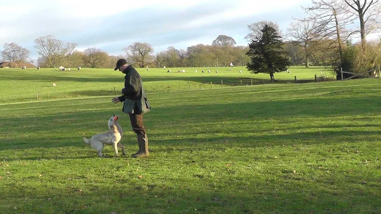 Dave Ross with Ravenshall Gundogs